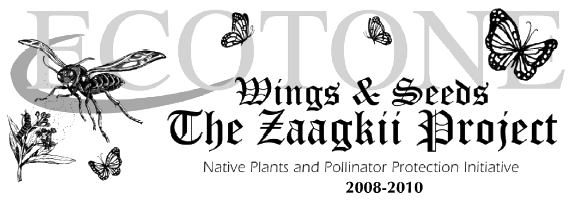 Wings & Seeds The Zaagkii Project